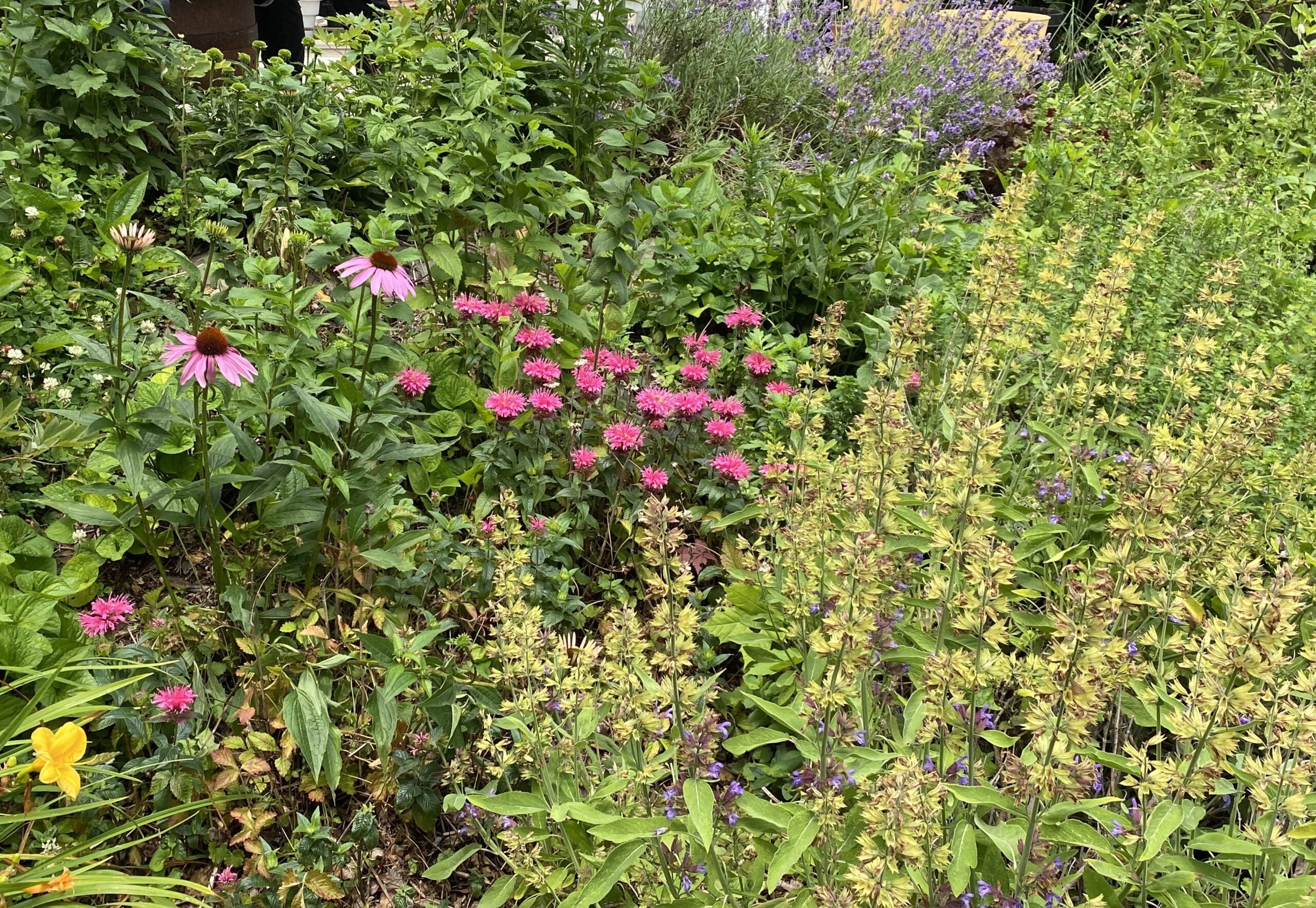 Back yard pollinator and herb garden at Essentials Cafe