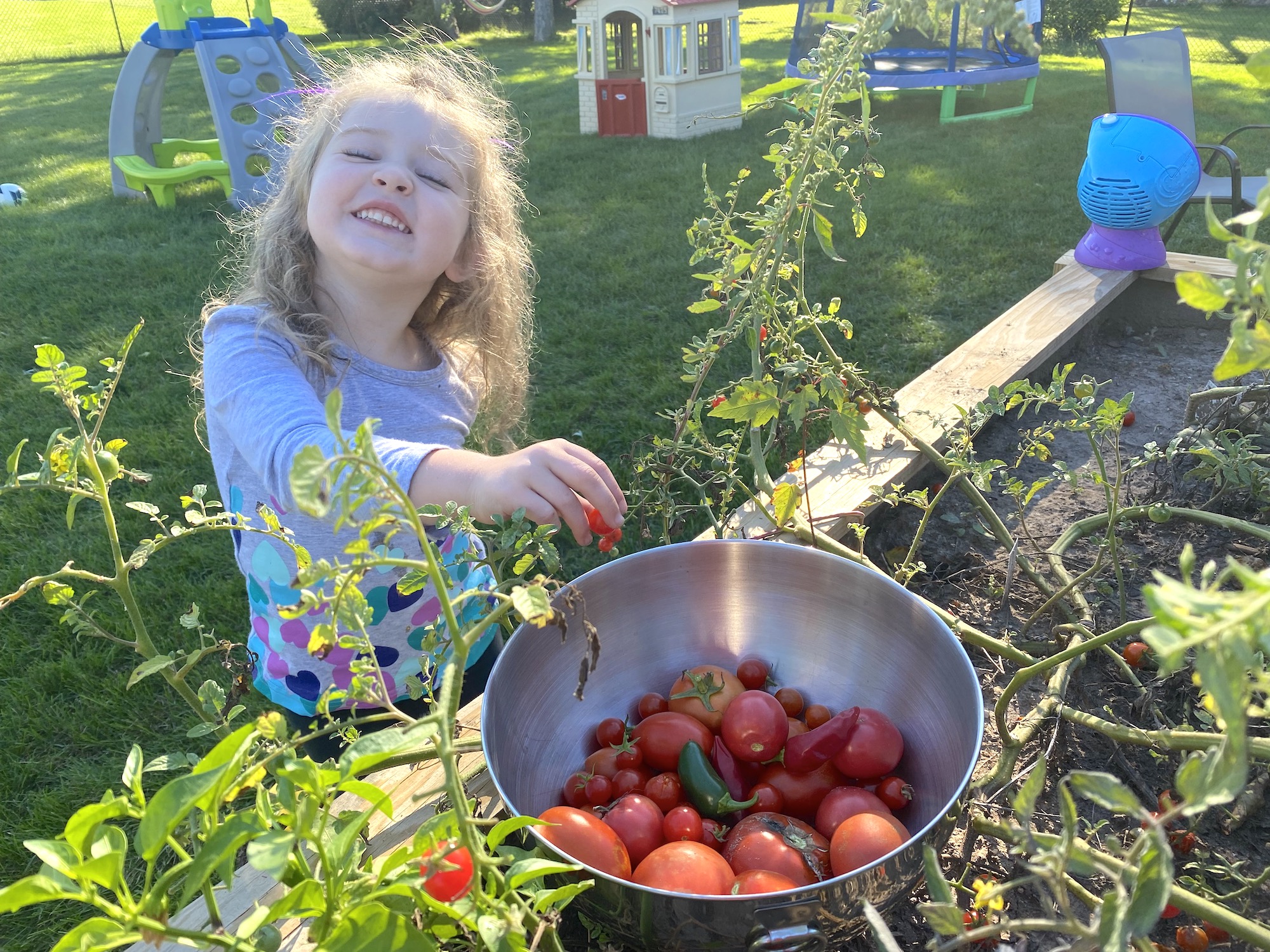 Child harvesting tomatoes from accessible garden.