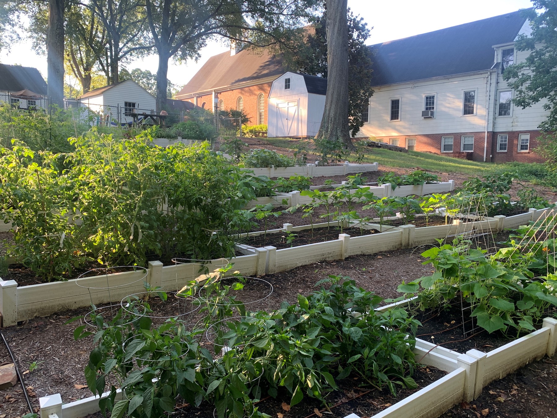 First Moravian Church community garden