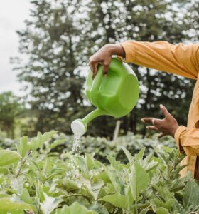 Moravian Stewardship. person watering garden.